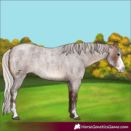 Horse Color:Silver Brown Roan Sabino 