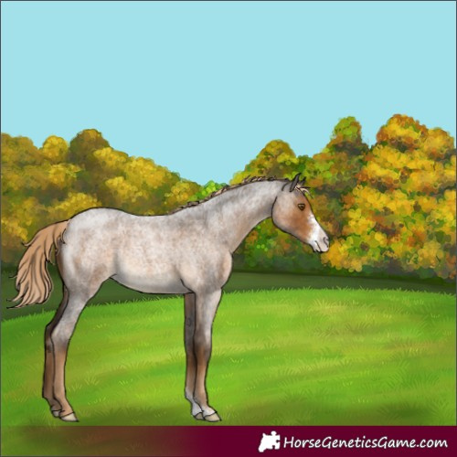Horse Color:Chocolate Palomino Roan Sabino Rabicano