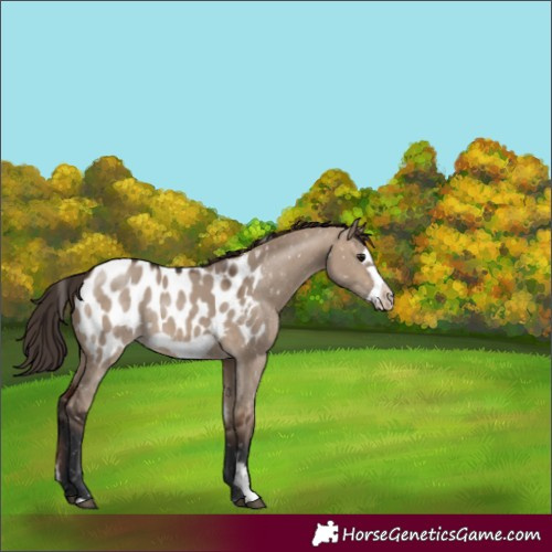 Horse Color:Brown Dun Sabino Frame Appaloosa Rabicano
