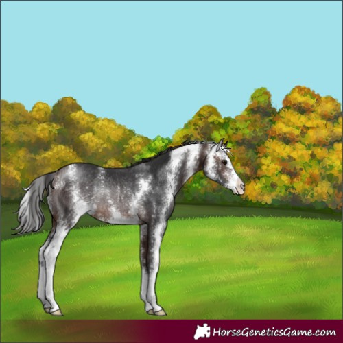 Horse Color:Brown Sabino Rabicano 