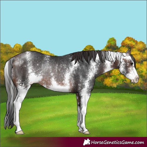Horse Color:Brown Sabino Rabicano 
