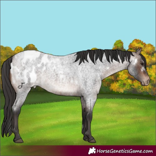 Horse Color:White Spotted Brown Roan Varnish 