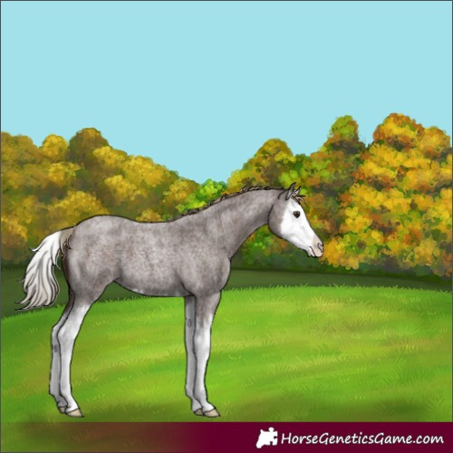 Horse Color:Liver Red Roan Splash