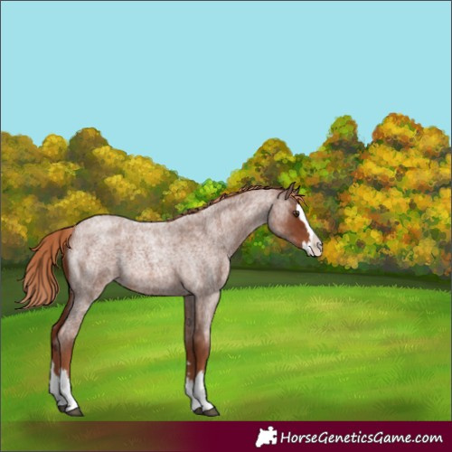 Horse Color:Red Roan Splash 