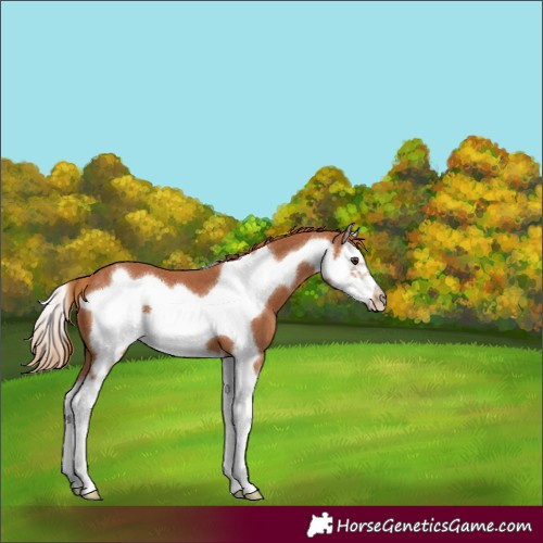 Horse Color:Chestnut Splash Frame
