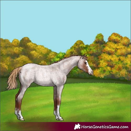 Horse Color:Red Roan Rabicano 