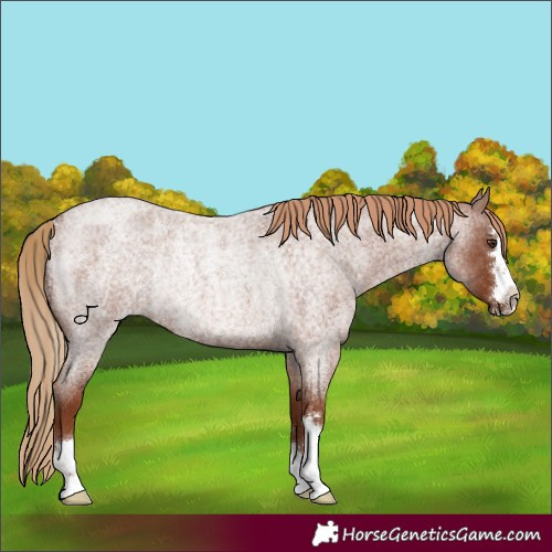 Horse Color:Red Roan Rabicano