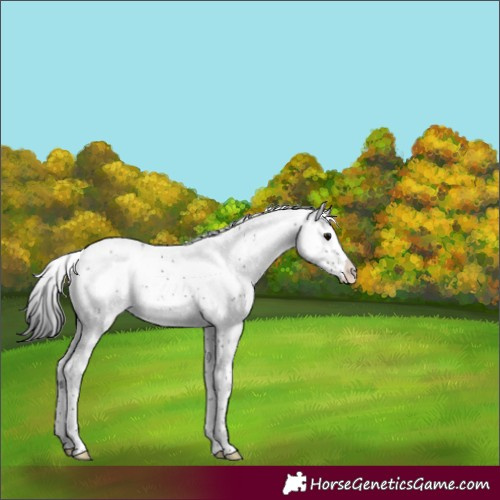 Horse Color:Brown Sabino Appaloosa Rabicano 