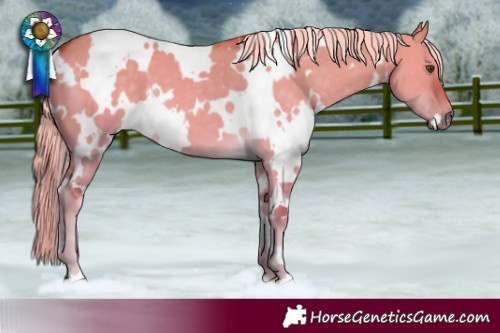 Horse Color:White Spotted Palomino Dun 