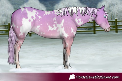 Horse Color:White Spotted Cremello Dun 