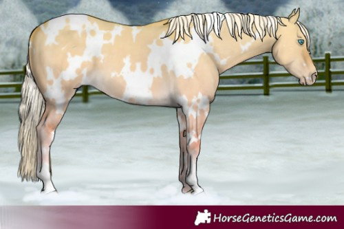 Horse Color:White Spotted Cremello Dun