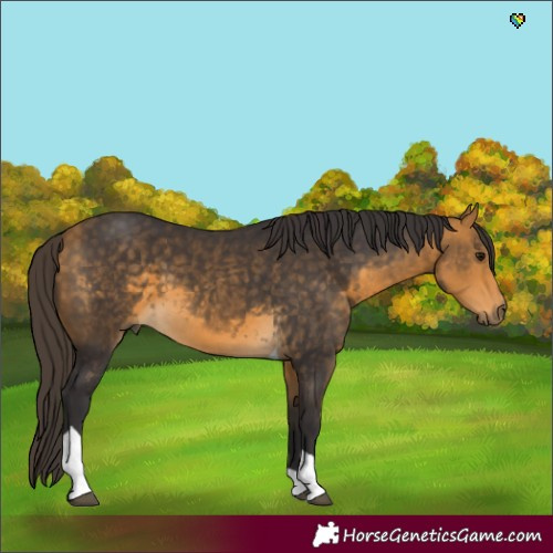 Horse Color:Buckskin Tobiano 