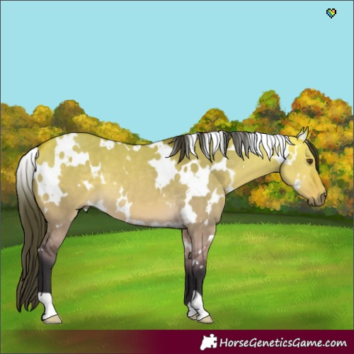 Horse Color:White Spotted Buckskin Dun 