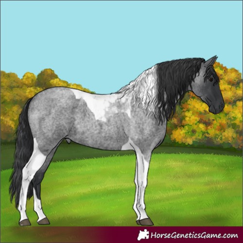 Horse Color:Blue Roan Tobiano 