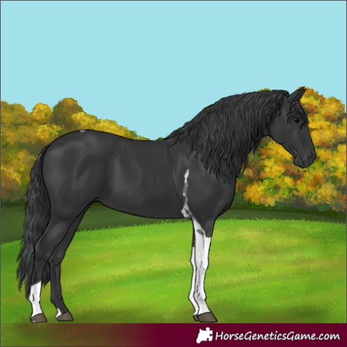 Horse Color:Black Tobiano