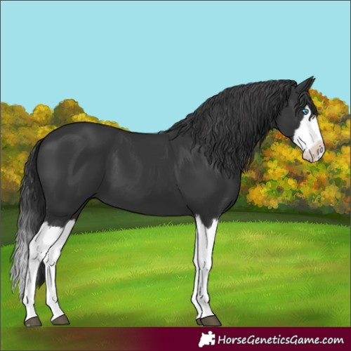 Horse Color:Black Splash 