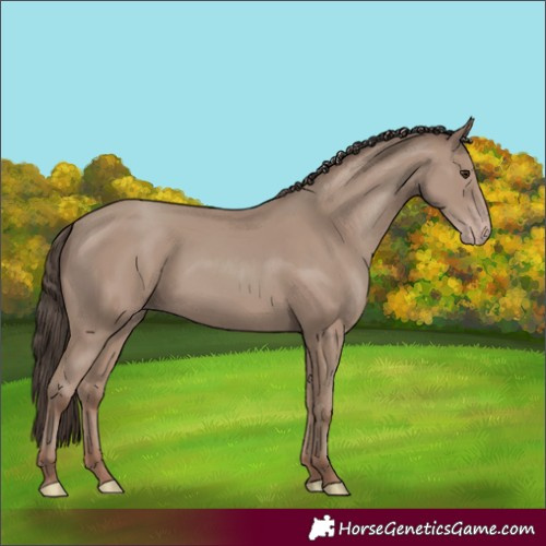 Horse Color:Unknown 