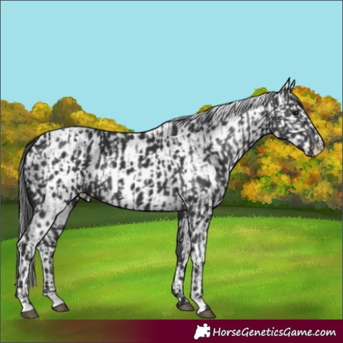 Horse Color:Black and Black Leopard