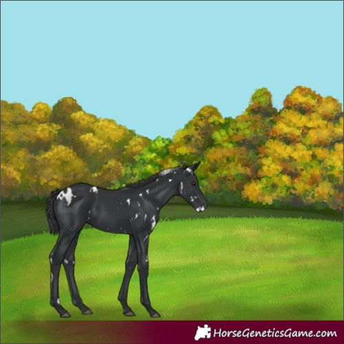 Horse Color:White Spotted Black