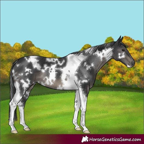 Horse Color:White Spotted Black Tobiano