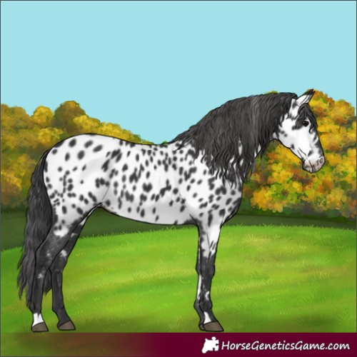 Horse Color:Black Appaloosa Rabicano 