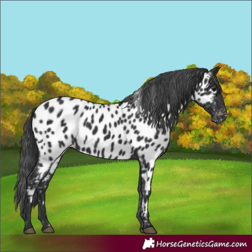 Horse Color:Black Appaloosa 