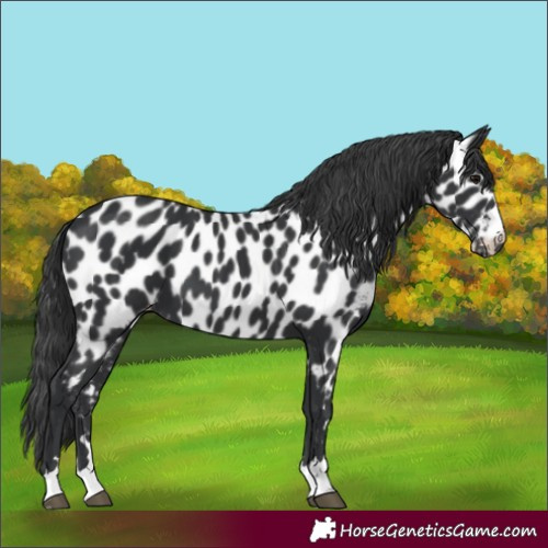 Horse Color:Black Appaloosa 
