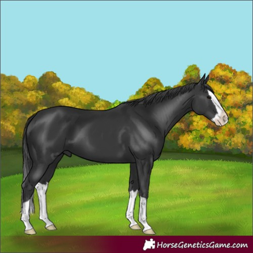 Horse Color:Black Splash 