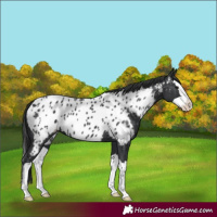 Horse Color:Black Splash Near Leopard 