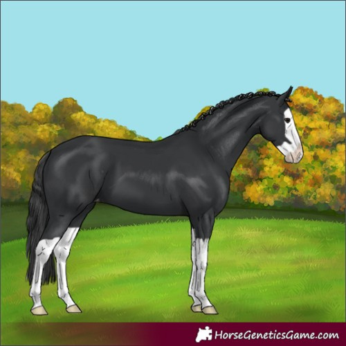 Horse Color:Black Splash Varnish 
