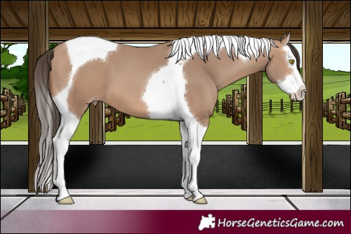 Horse Color:Sable Champagne Splash Tobiano