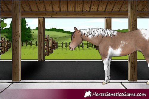 Horse Color:Sable Champagne Tobiano