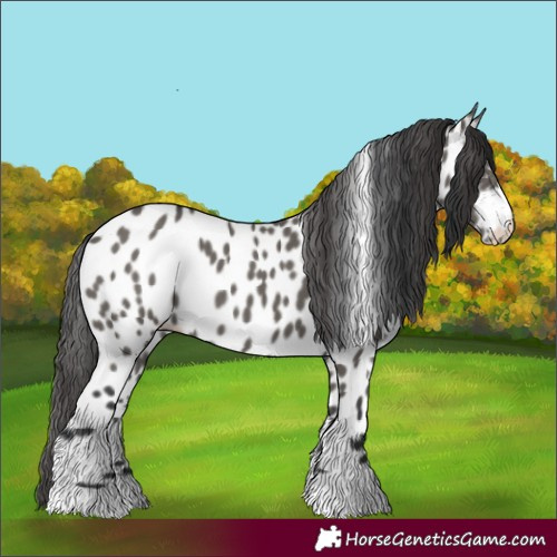Horse Color:Grullo Near Leopard
