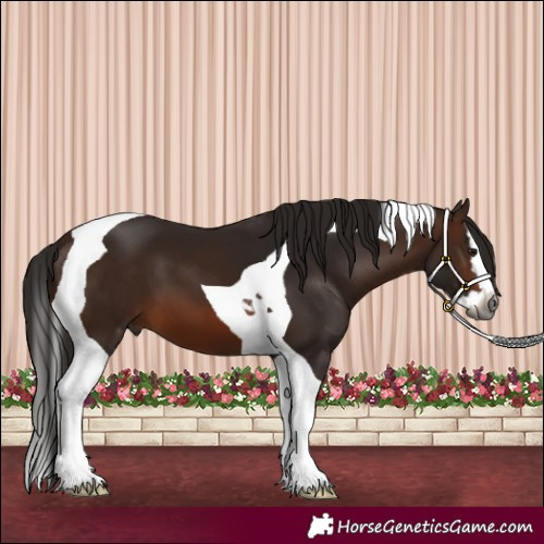 Horse Color:Gray Bay Splash Tobiano 