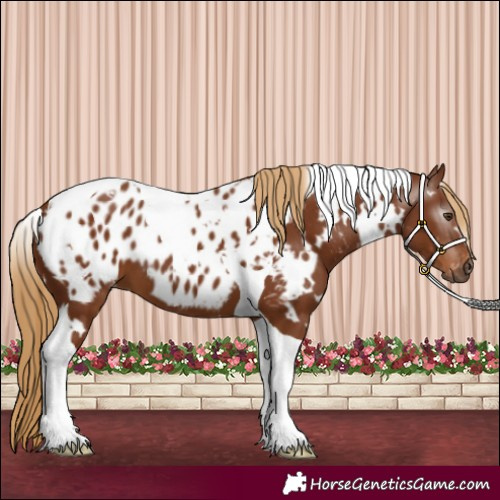 Horse Color:Gray White Spotted Chestnut Tobiano Blanket 