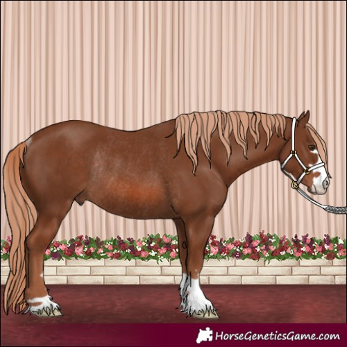 Horse Color:Chestnut Rabicano