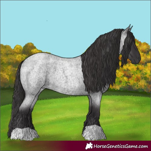 Horse Color:Smoky Blue Roan