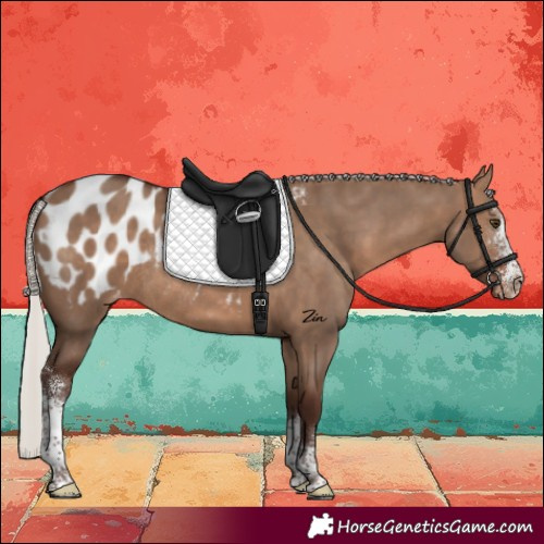 Horse Color:Silver Brown Dun Sabino Blanket Rabicano 
