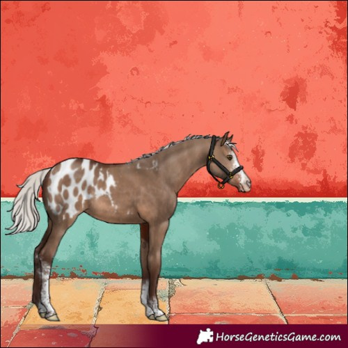 Horse Color:Silver Brown Dun Sabino Blanket Rabicano