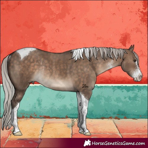 Horse Color:Silver Brown Dun Sabino Tobiano Rabicano 