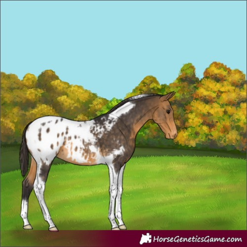 Horse Color:Buckskin Tobiano Appaloosa 