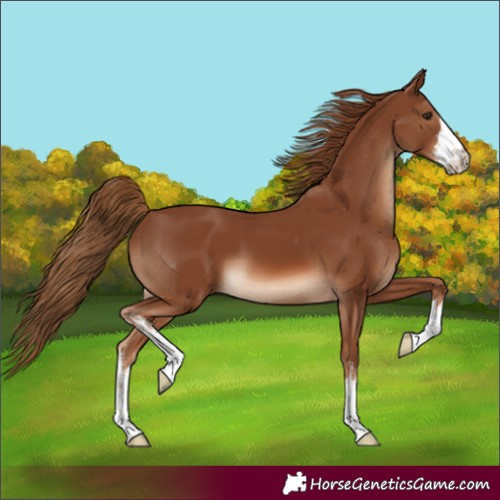 Horse Color:Unknown 
