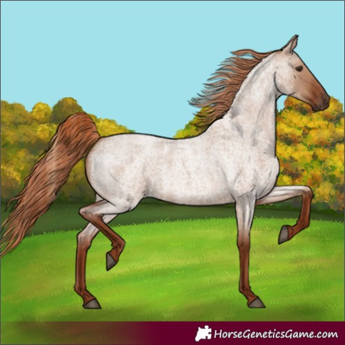 Horse Color:Red Dun Roan 