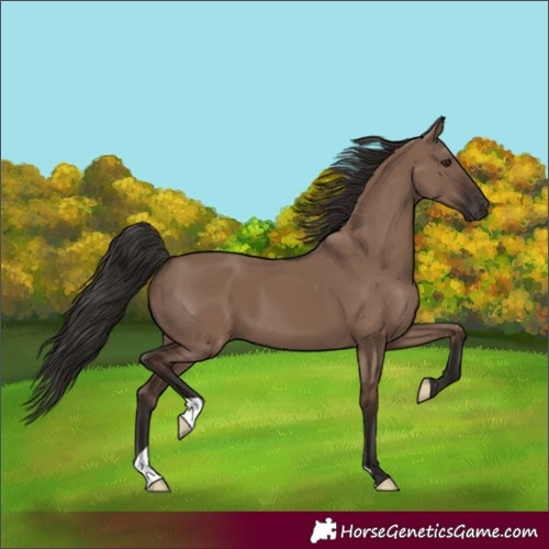 Horse Color:Liver Red Dun