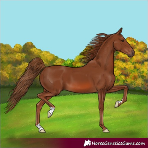 Horse Color:Unknown 