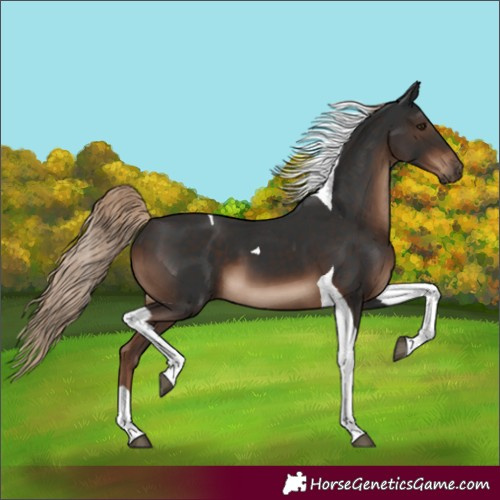 Horse Color:Unknown 