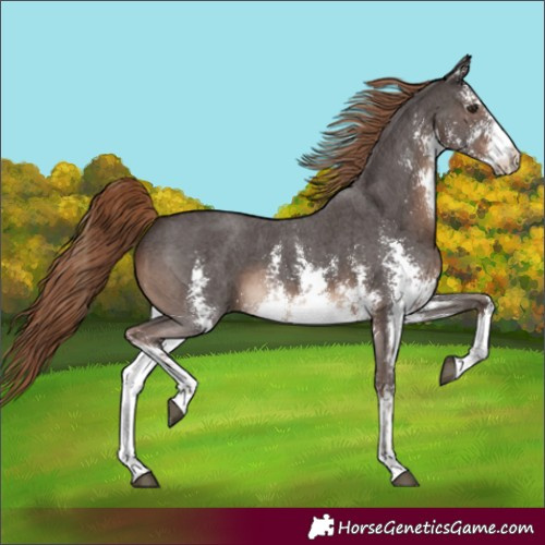 Horse Color:Unknown 