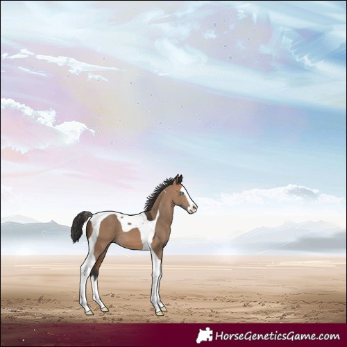 Horse Color:Brown Dun Splash Tobiano 