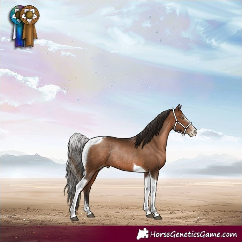 Horse Color:Gray Brown Pearl Sabino Tobiano Rabicano 