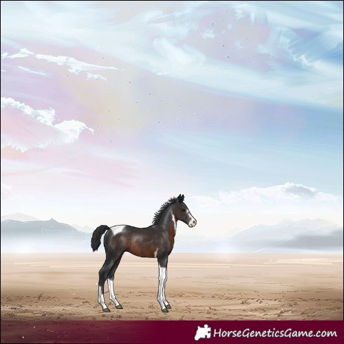 Horse Color:Brown Sabino Tobiano Rabicano 